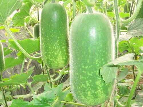 热门大瓜热心的朝阳爆料